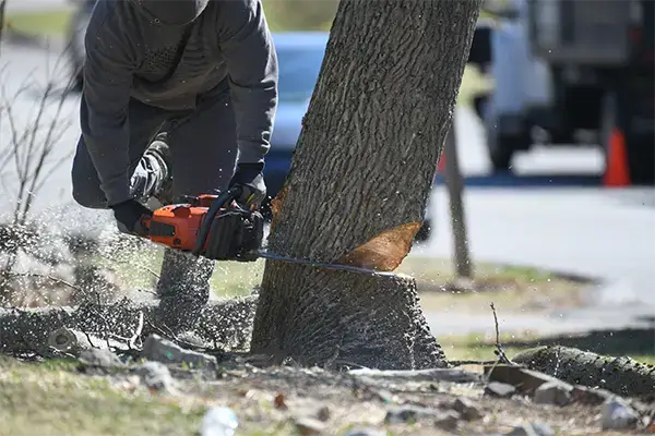 Tree Services