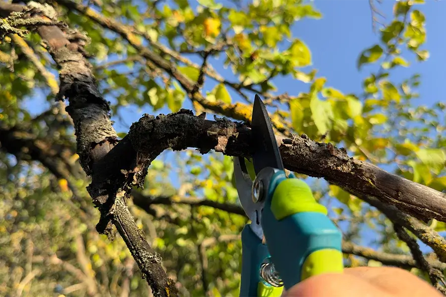 Tree Trimming